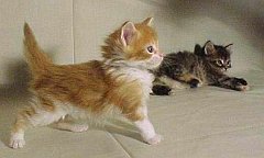 Gatti (52)
